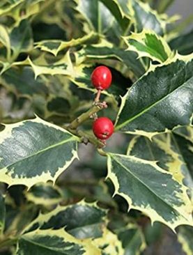 Ilex Holy Plant