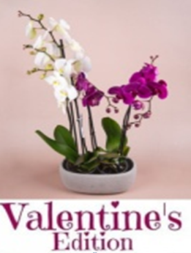 Orchid Delight Valentines Edition