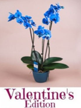 Blue Orchid Valentines Edition