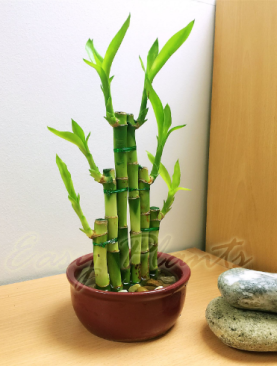 Bamboo Pot