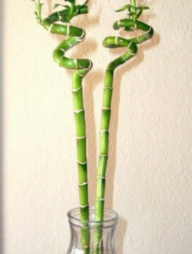 Bamboo Stick & Vase