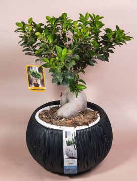 Bonsai