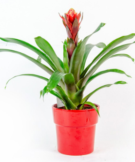 Bromelia