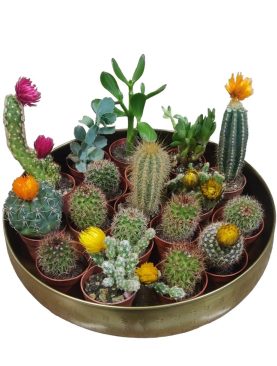 Cactus Mix