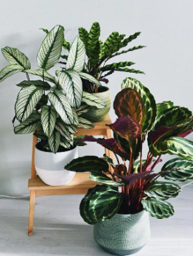 Calathea In Pot