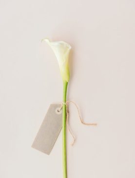 Calla Stem