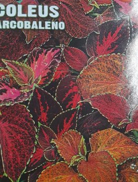 Coleus Arcobaleno Seeds