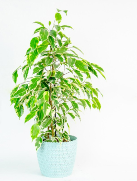 Ficus variegated