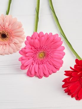 Gerbera stem