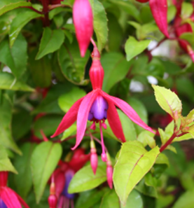 Fuschia