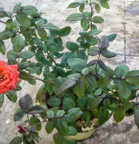 Garden Rose