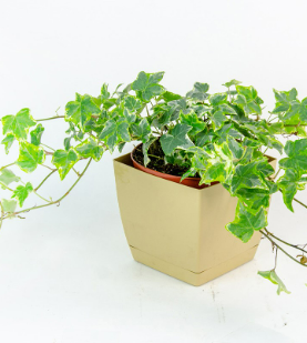 Hedera