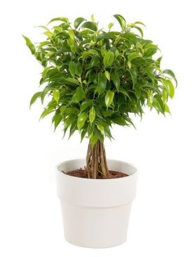 Ficus Green