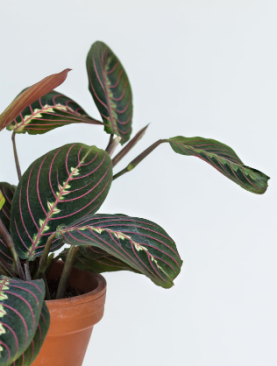 Marantha/Prayer Plant