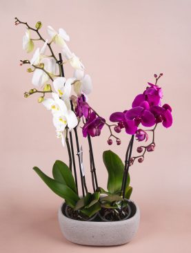 Orchid Delight