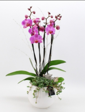 Potted Orchid