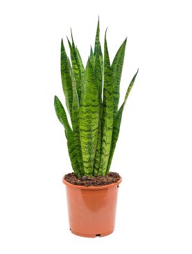 Artificial Sanseveria in Pot