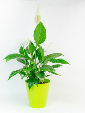 Spathiphyllum