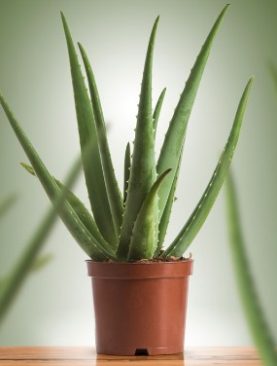 Aloe Vera