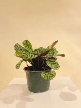 Artificial Calathea