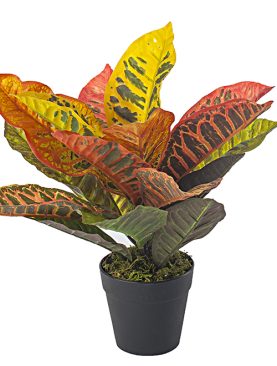 Artificial Croton