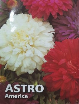 Astro America Seeds