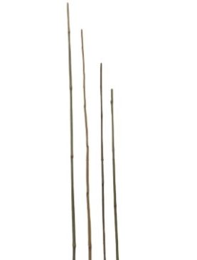 Dry Bamboo Sticks