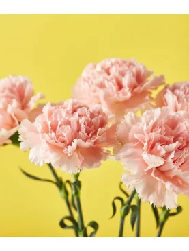 Carnation Stem