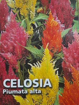 Celosia Plumosa Seeds