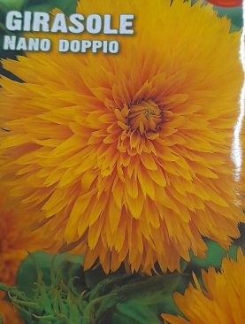 Girasole Nano Doppio Seeds