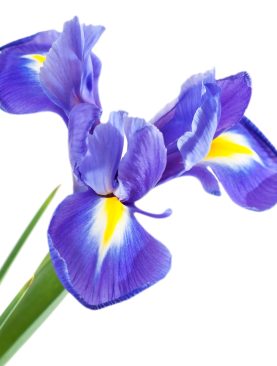 Iris Stem