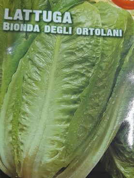 Lattuga Bionda Seeds