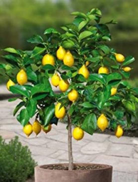 Lemon Tree