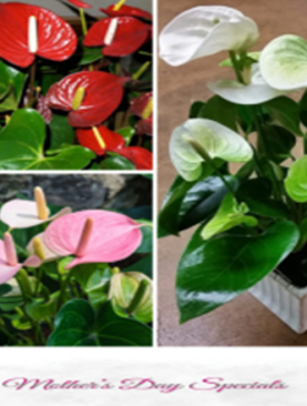 Anthurium large Mother's Day Edition