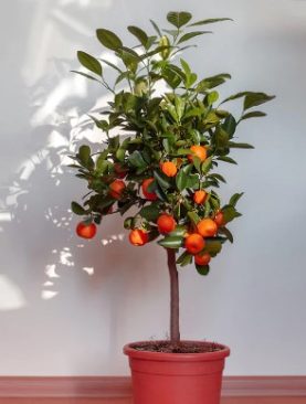 Mandarin tree