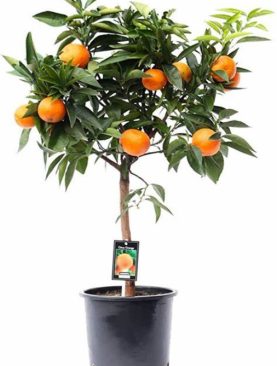 Orange tree dwarf