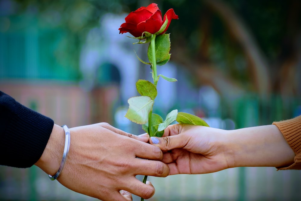 A Rose for Love: The Timeless Symbol of Passion and Affection