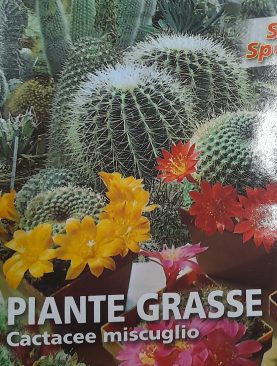 Piante Grasse Seeds