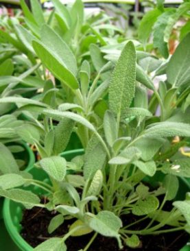 Salvia Seeds