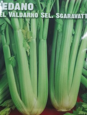 Sedano Seeds