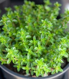 Thyme - Saghtar