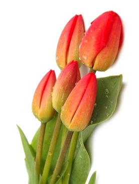 Tulip Stem