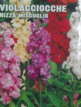 Violacciocche Nizza Miscuglio Seeds