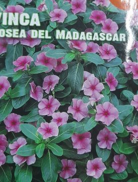 Vinca Rosea Del Madagascar Seeds