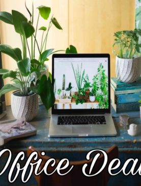 Office plant Deal