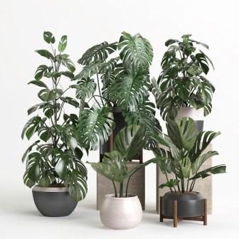 Indoor plants