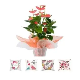 Anthurium Mother's Day Edition