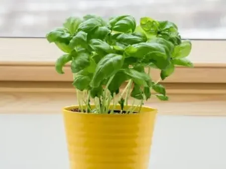 Basil - Habaq