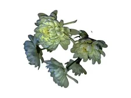 Chrysanthemum Stem