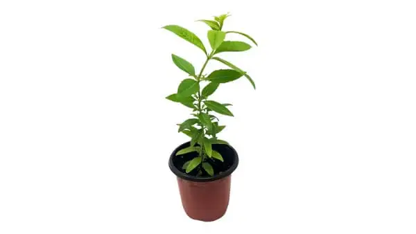 Citronella- Aluissa